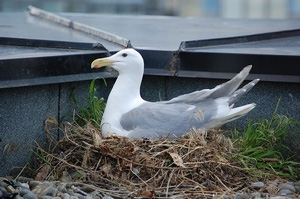 Seagull Control