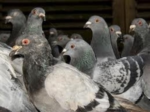 Pigeon Control