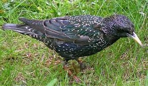 Starling Control 