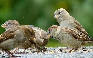 Sparrow Control