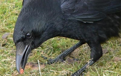 Crow Control 
